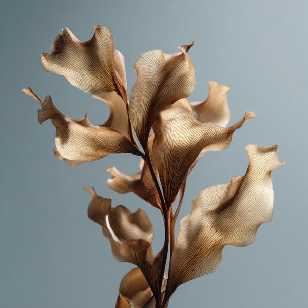 Kelp
