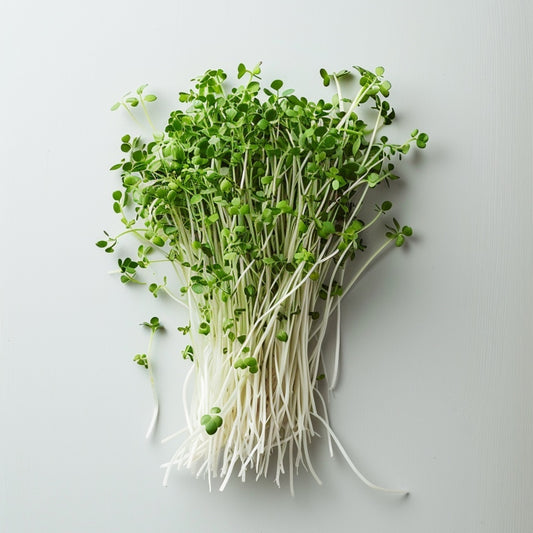 Alfalfa