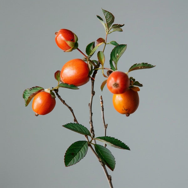Rosa mosqueta