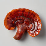 Reishi