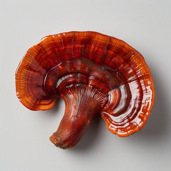 Reishi