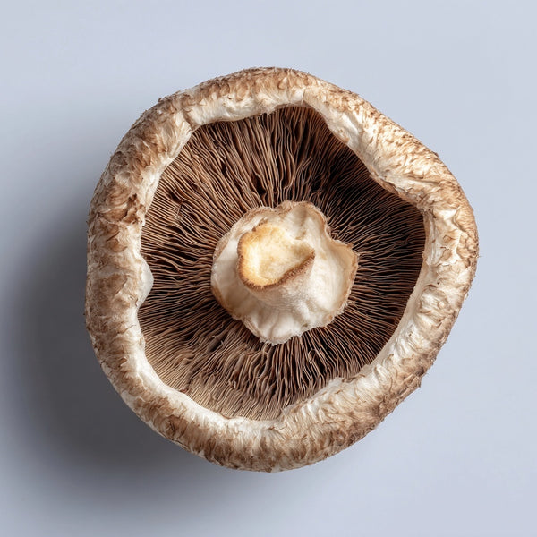 Shiitake