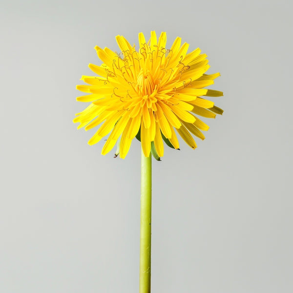 Diente de león