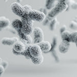 Bifidobacterium bifidum