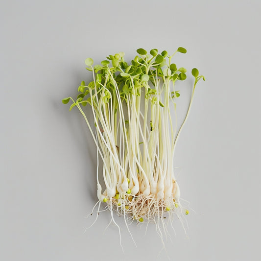 Germinado de cebada