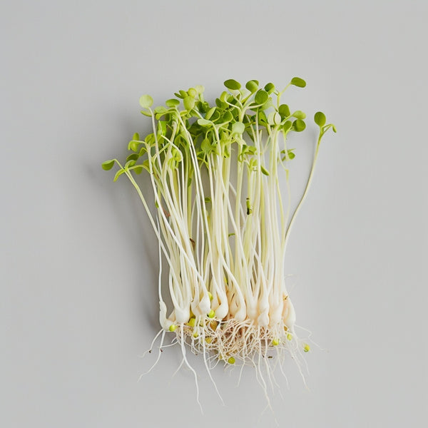 Germinado de cebada