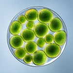 Chlorella